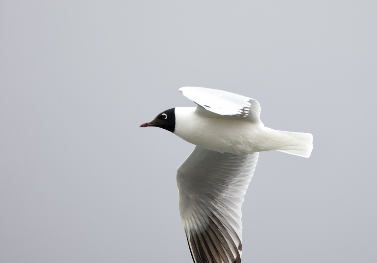 And Martısı - ML646942159