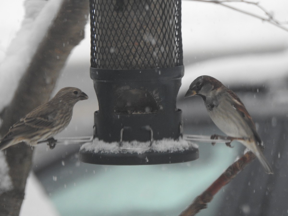 gråspurv - ML646942160