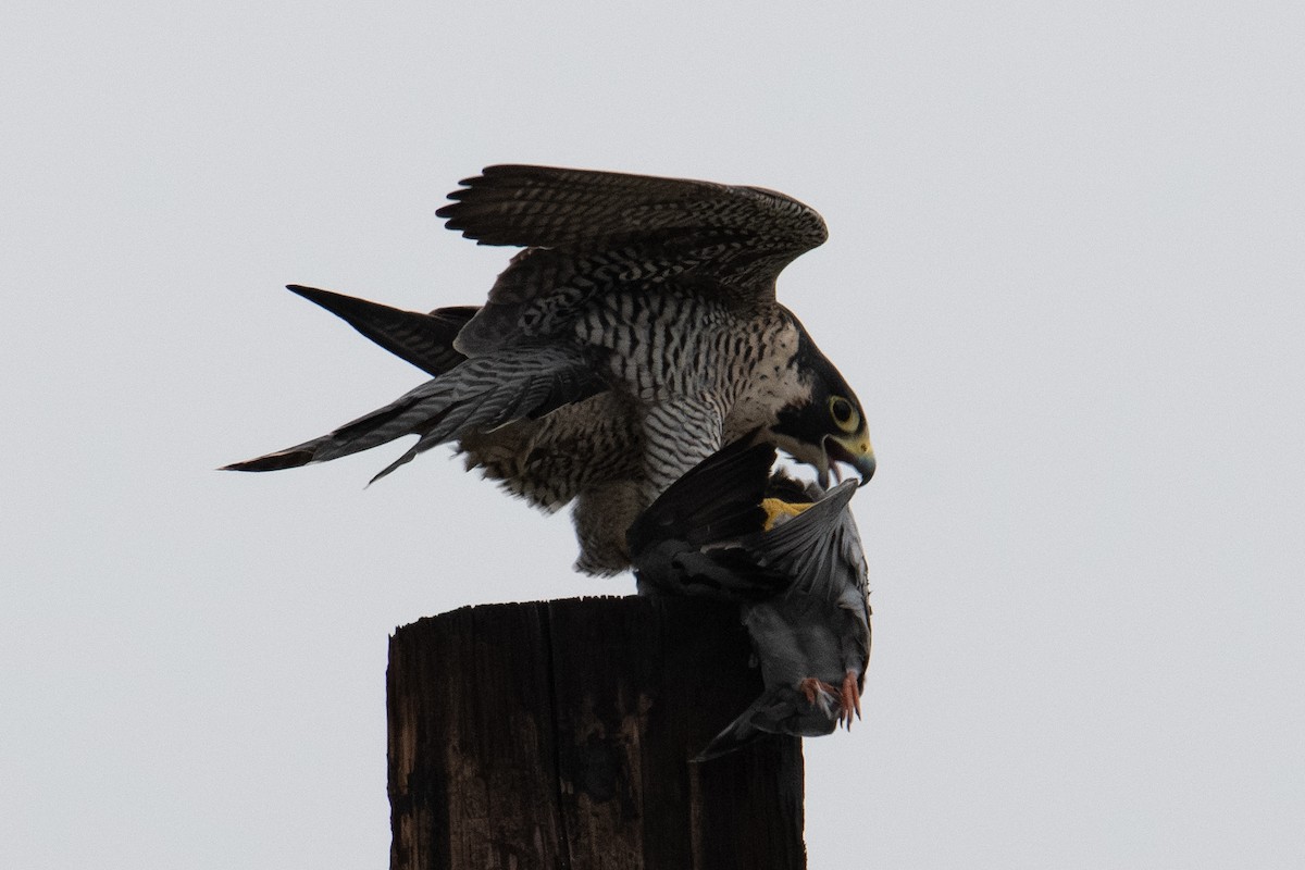 Peregrine Falcon - ML646942161