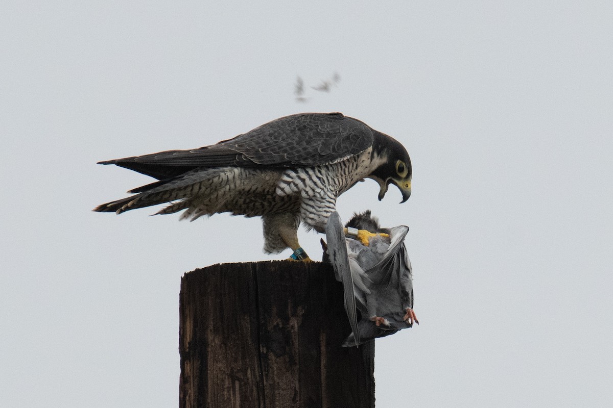 Peregrine Falcon - ML646942162