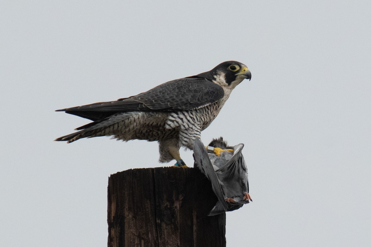 Peregrine Falcon - ML646942163