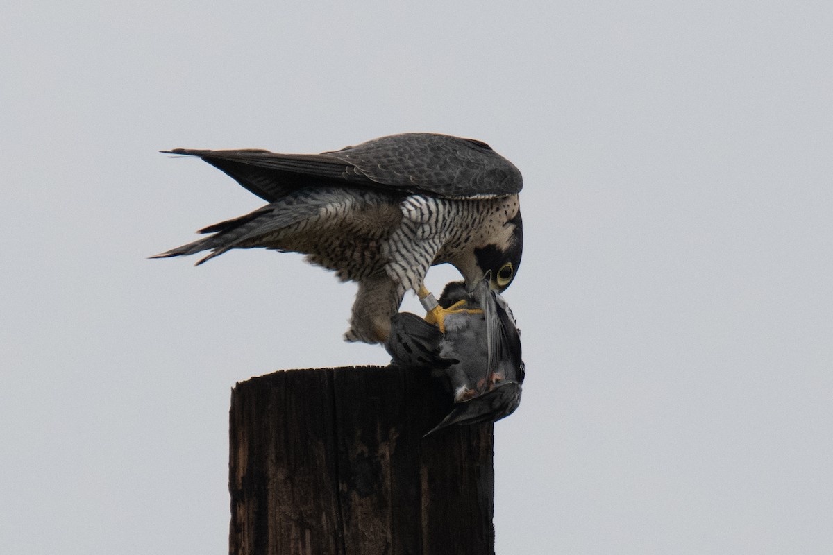 Peregrine Falcon - ML646942164