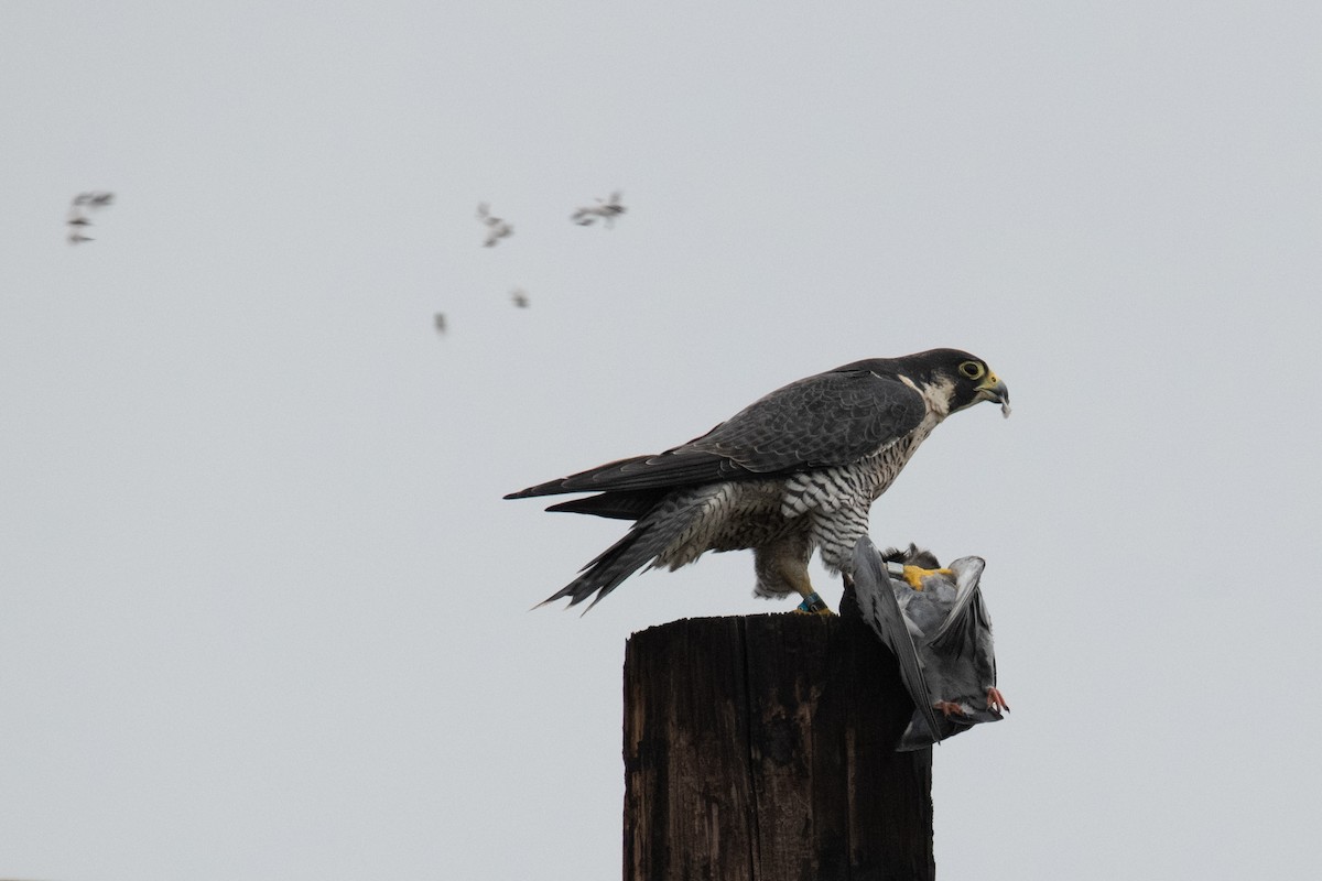 Peregrine Falcon - ML646942165