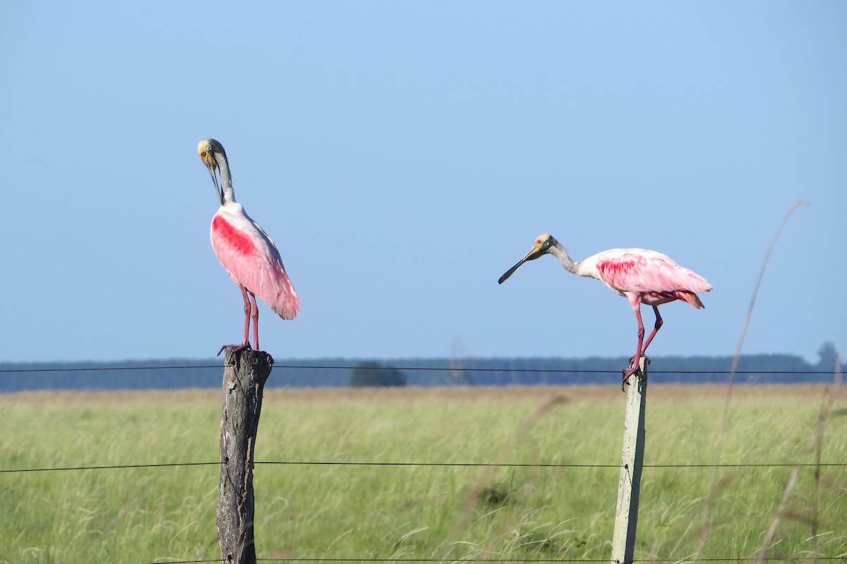 Roseate Spoonbill - ML646942168