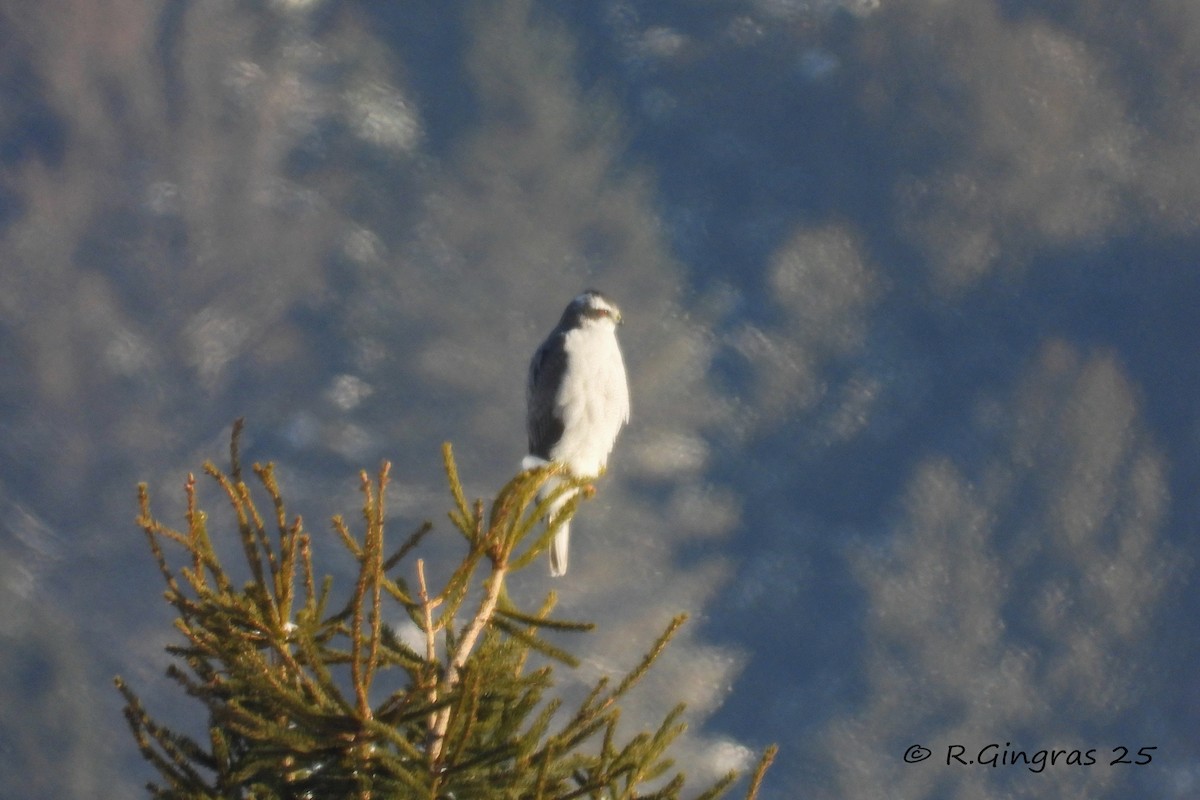 American Goshawk - ML646942169