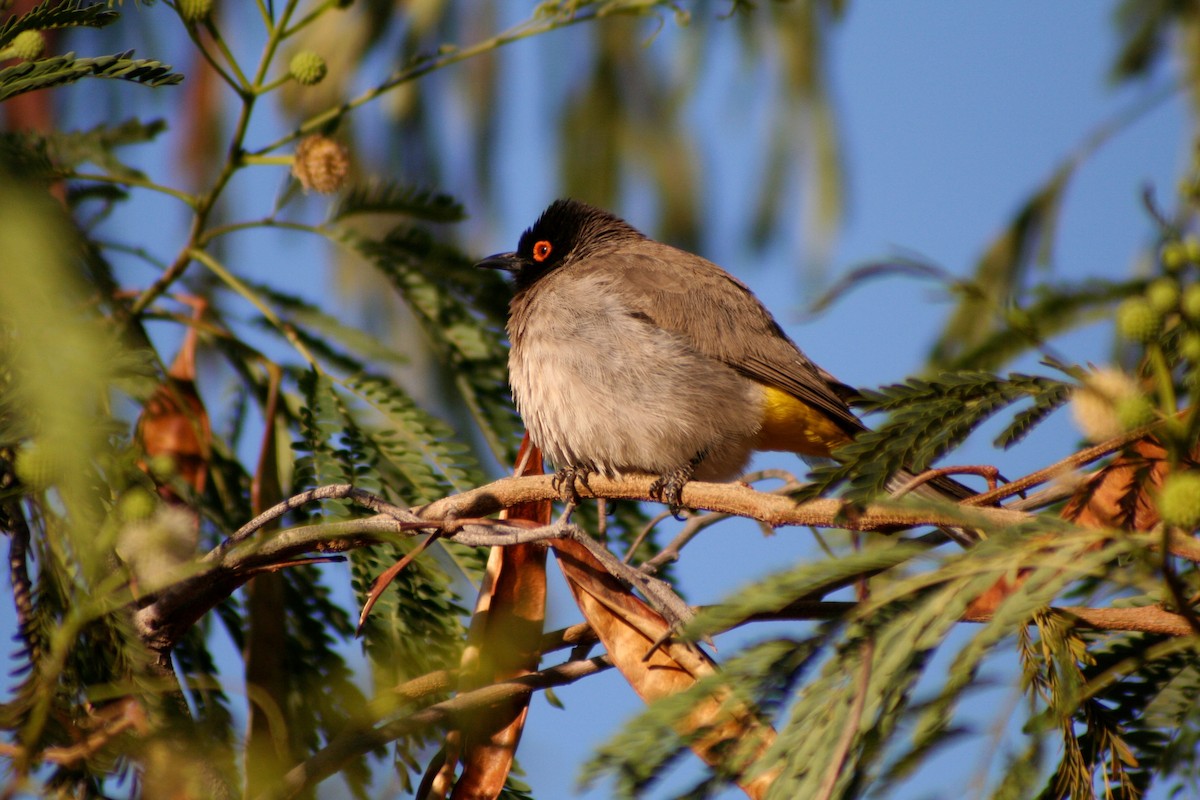 Feueraugenbülbül - ML646942170