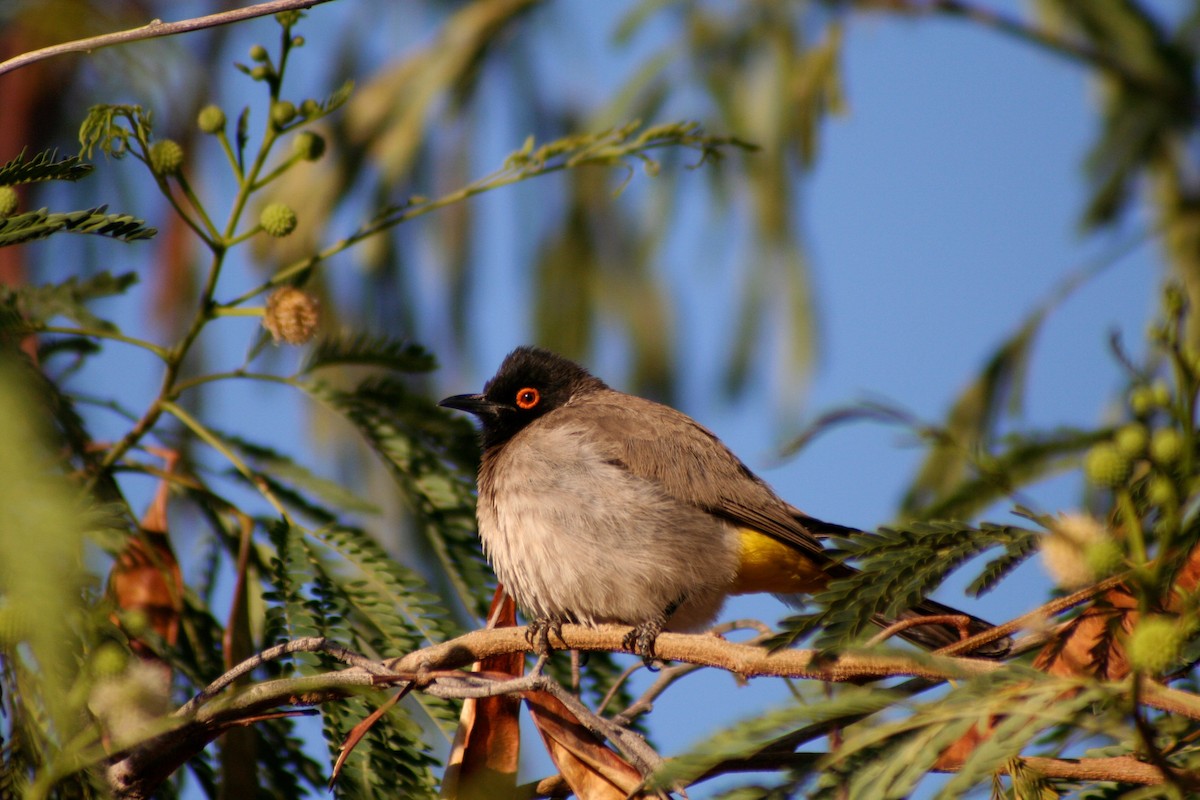 Feueraugenbülbül - ML646942171