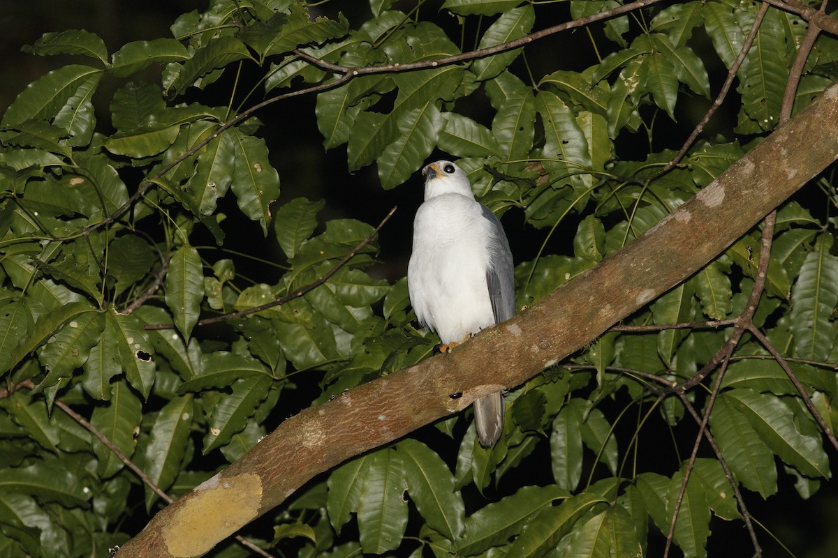 ハイイロオオタカ - ML646942172