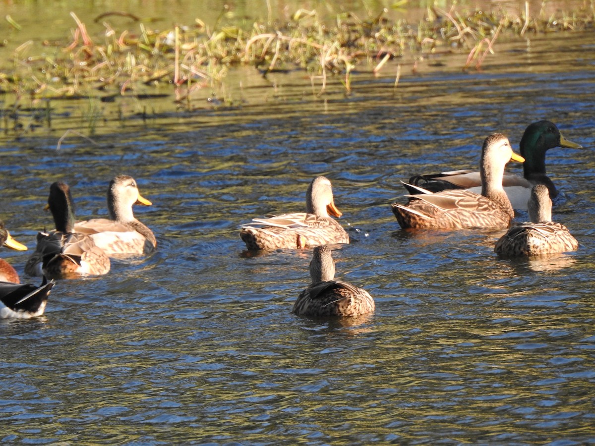 stokkand x golfand (hybrid) - ML646942173