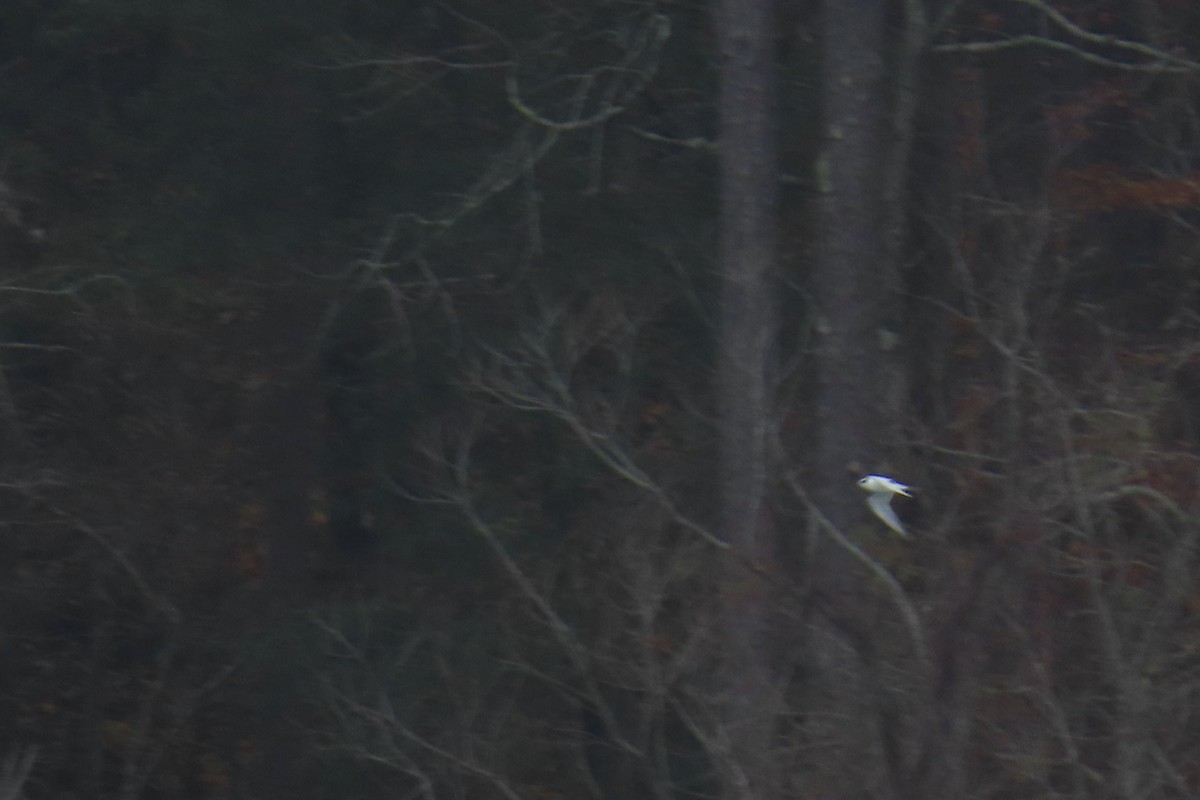 שחף אמריקני - ML646942179