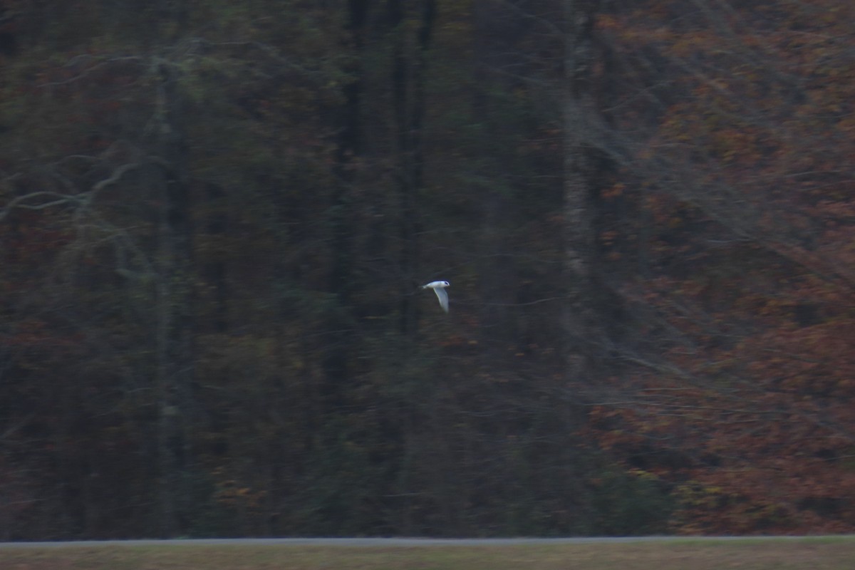 שחף אמריקני - ML646942180