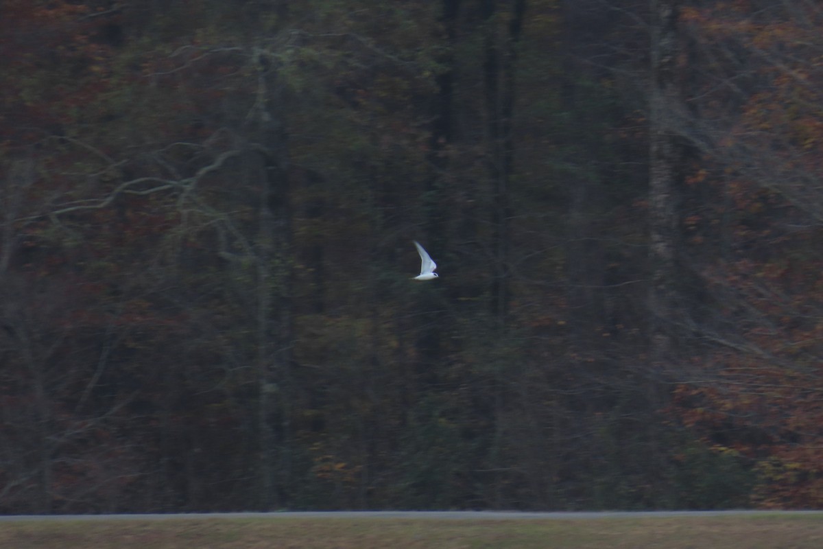 שחף אמריקני - ML646942181