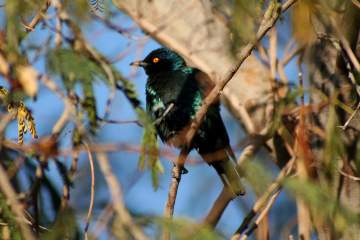 Rotschulter-Glanzstar - ML646942182