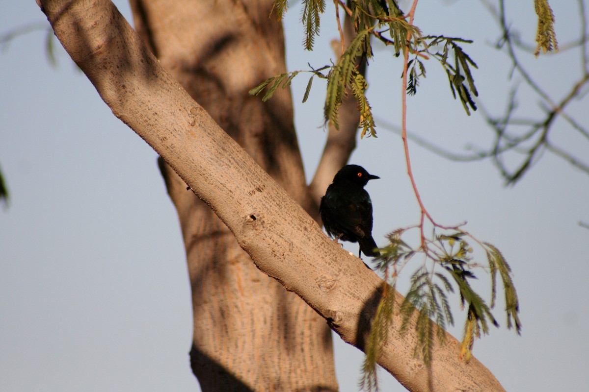 Rotschulter-Glanzstar - ML646942183