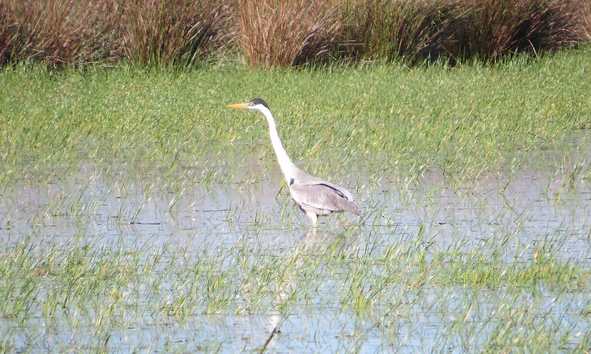 Héron cocoi - ML646942185