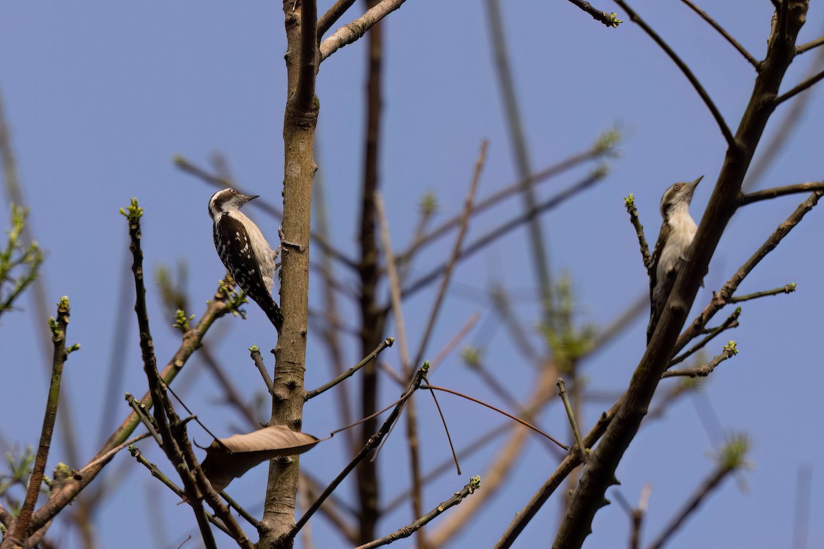 Brown-capped Pygmy Woodpecker - ML646942190