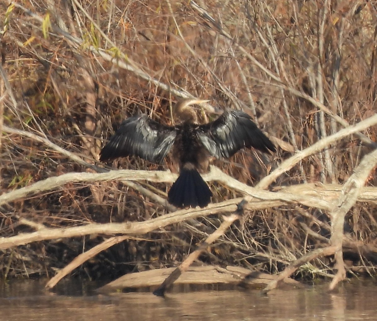 נחשון אמריקני - ML646942200