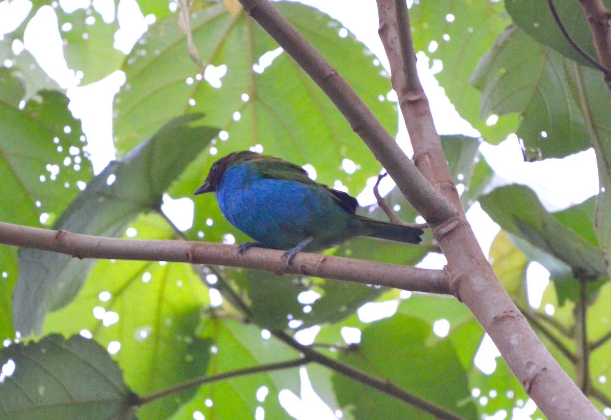 Bay-headed Tanager - ML646942201