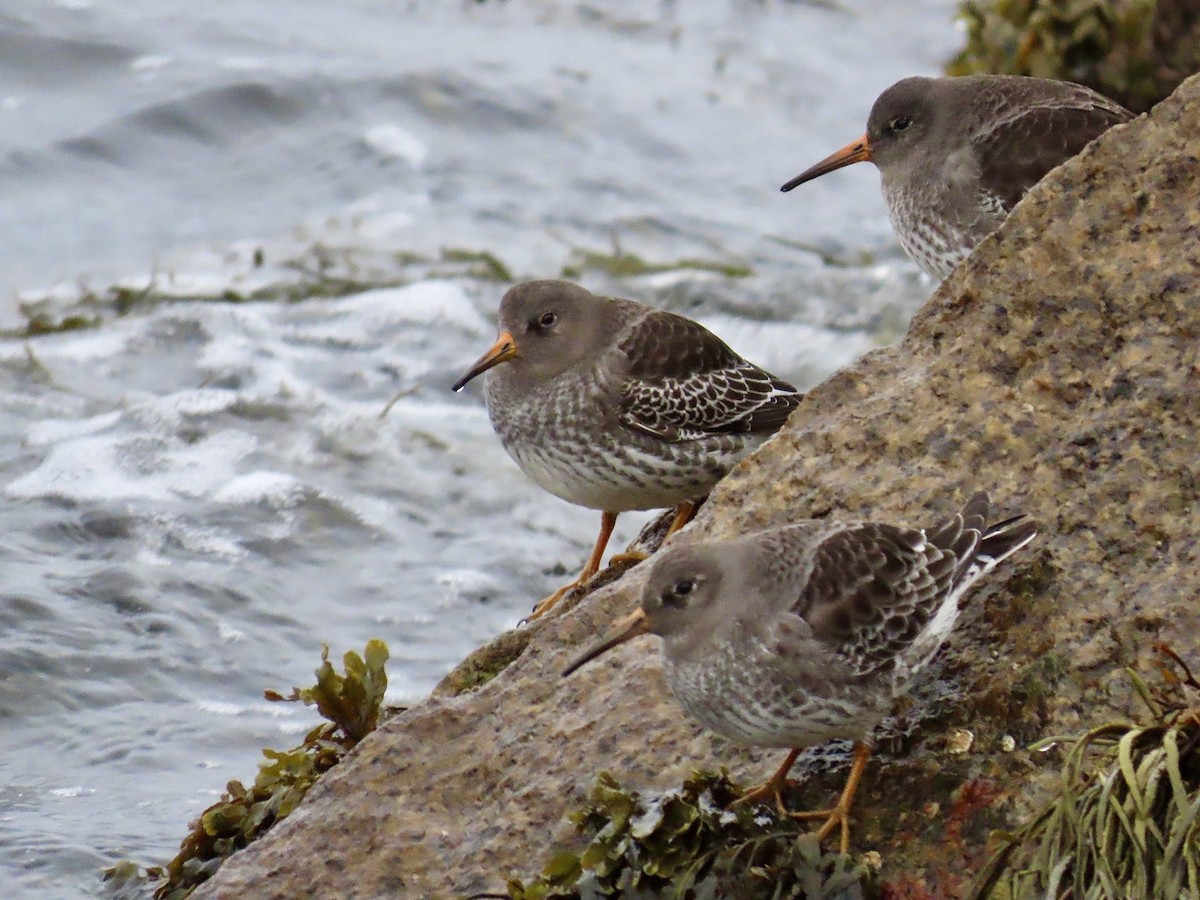 Purple Sandpiper - ML646942203