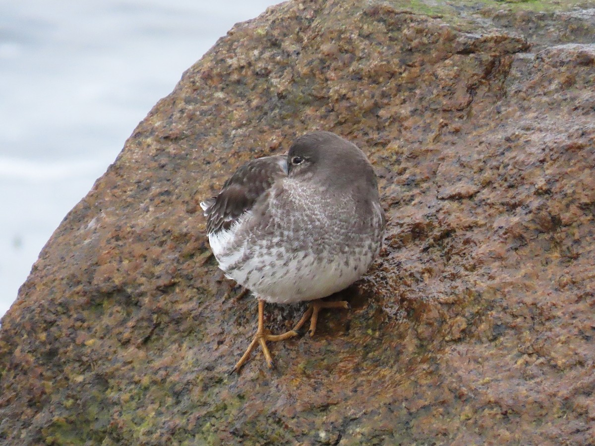 Purple Sandpiper - ML646942204