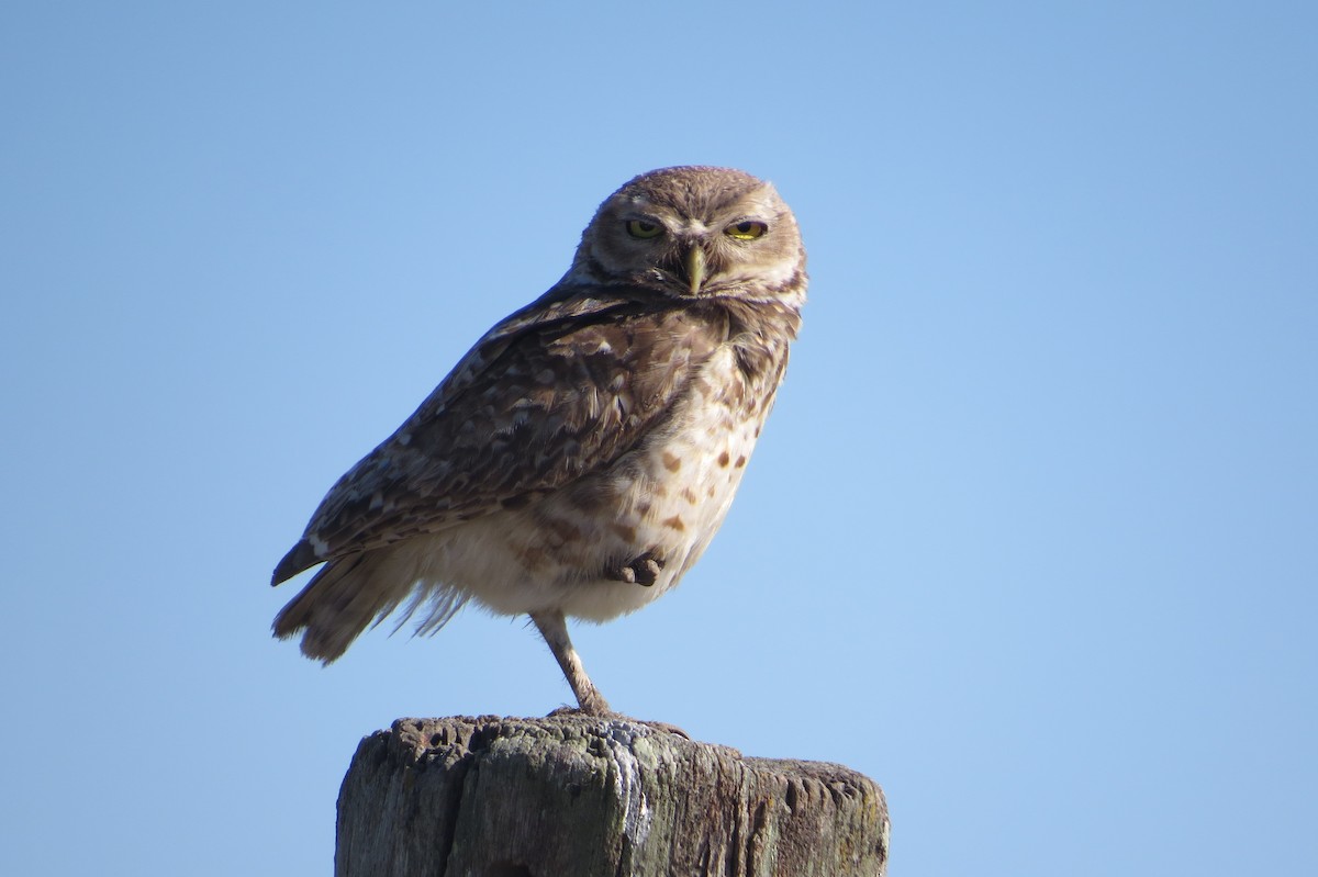 Chevêche des terriers - ML646942205
