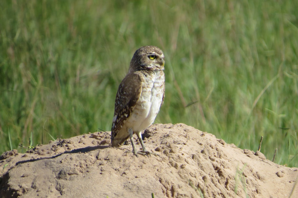 Chevêche des terriers - ML646942206