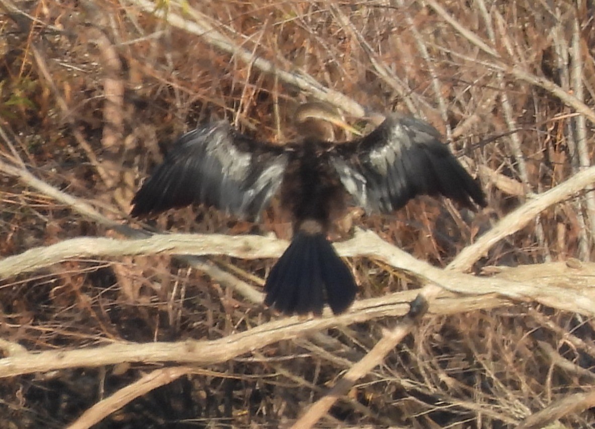 נחשון אמריקני - ML646942207