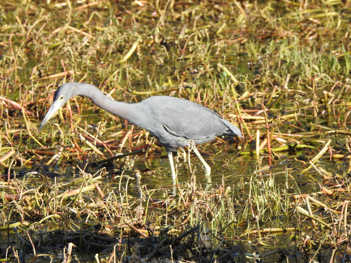 Little Blue Heron - ML646942208