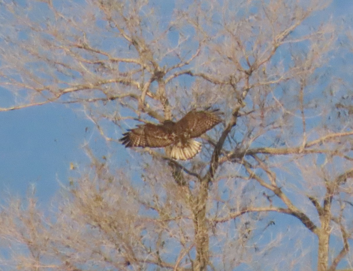 Red-tailed Hawk (Harlan's) - ML646942209
