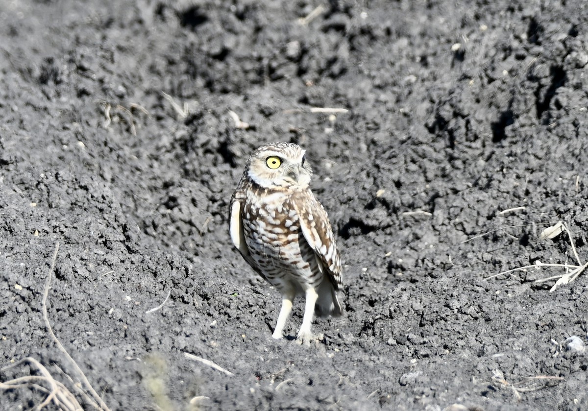 Burrowing Owl - ML646942210