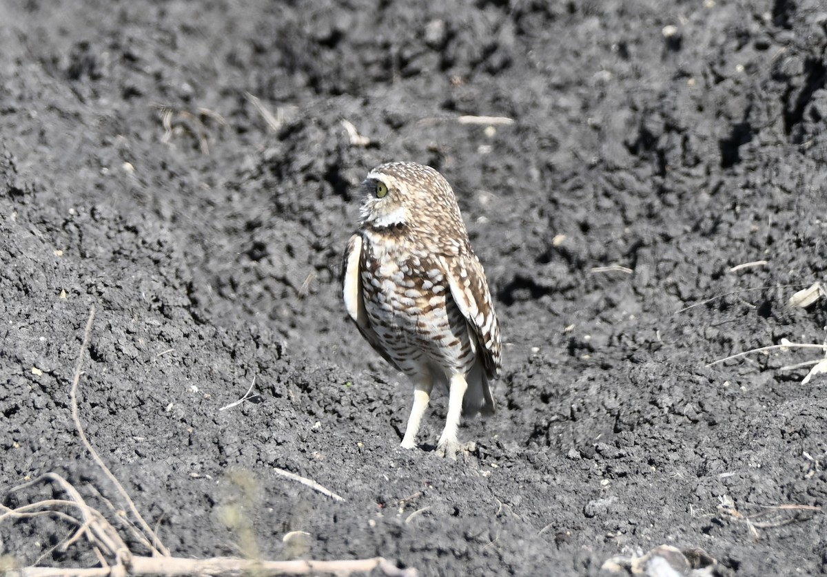 Burrowing Owl - ML646942211