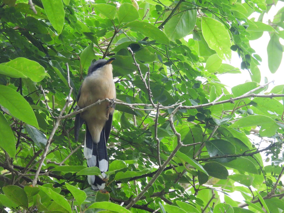 Mangrove Cuckoo - ML646942213