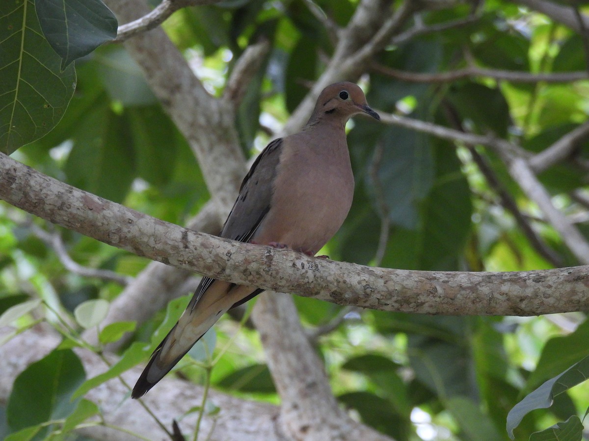 Mourning Dove - ML646942215