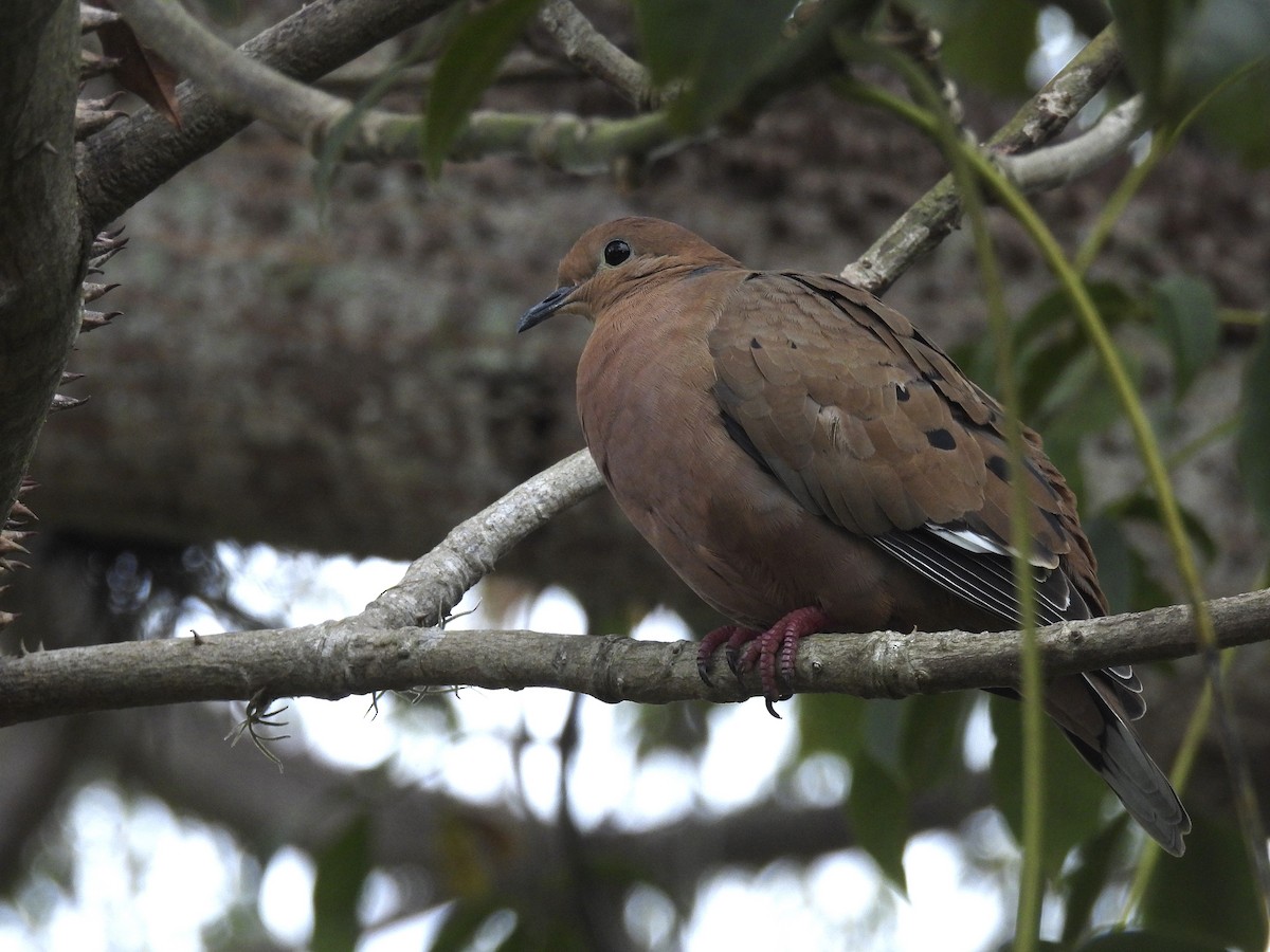 Zenaida Dove - ML646942217