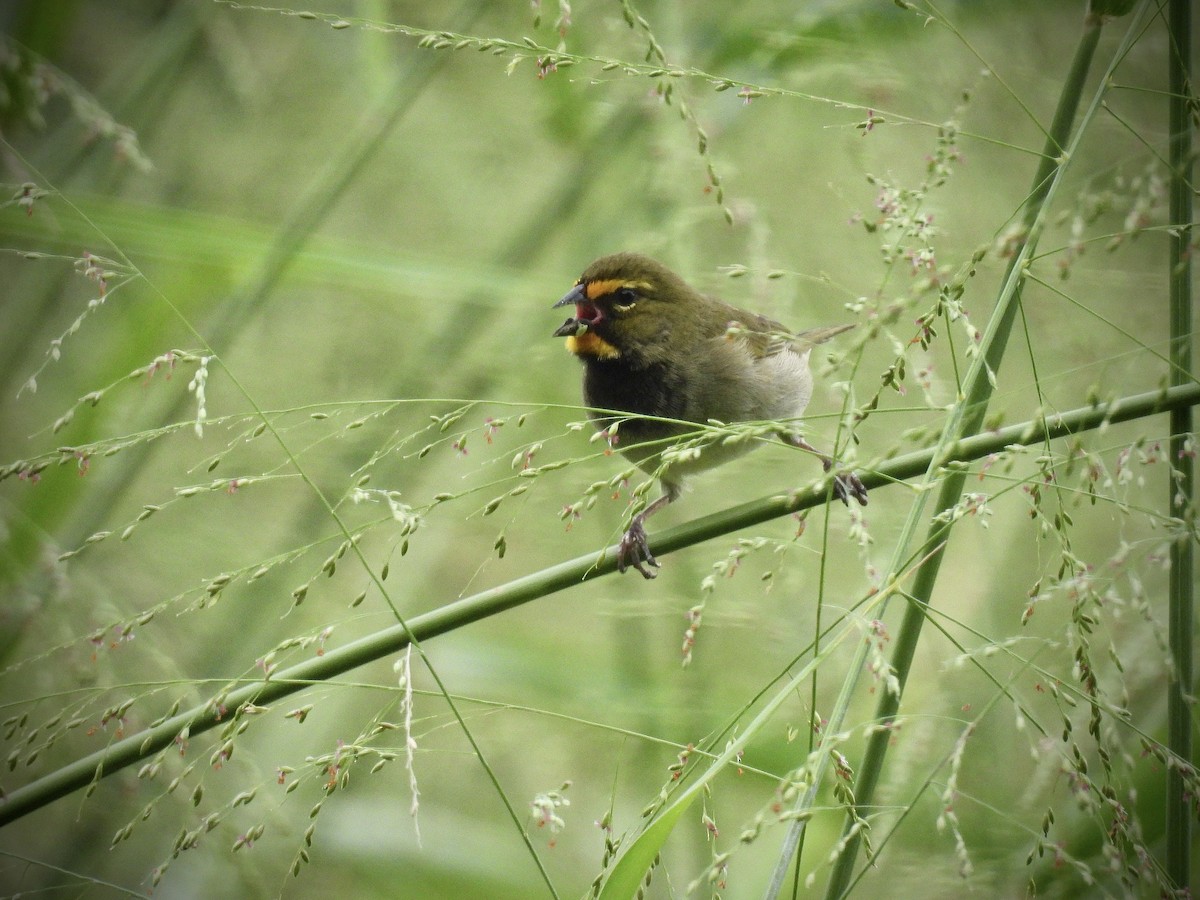 Puerto Rican Spindalis - ML646942218