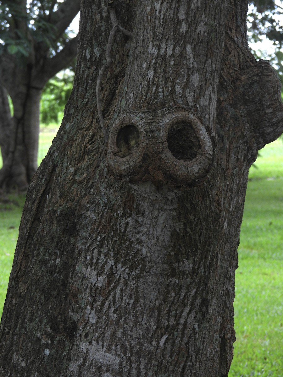 Puerto Rican Spindalis - ML646942219