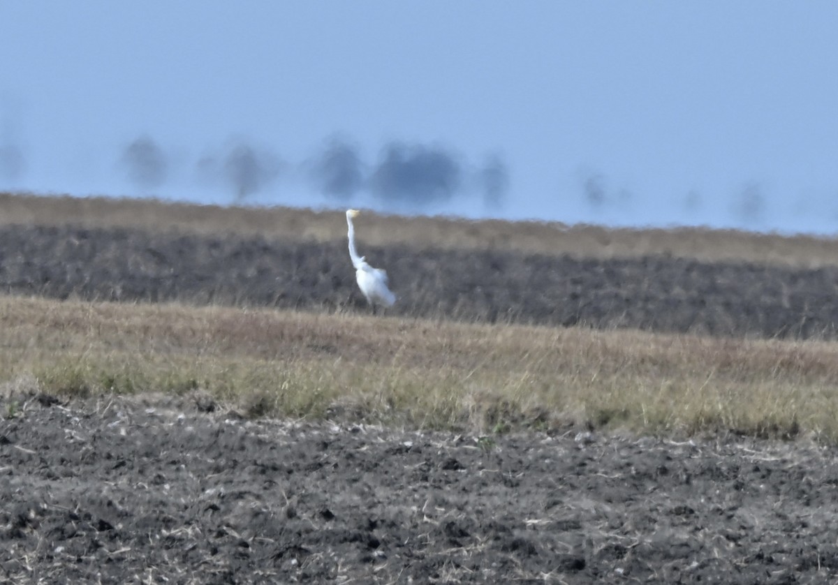 Great Egret - ML646942220