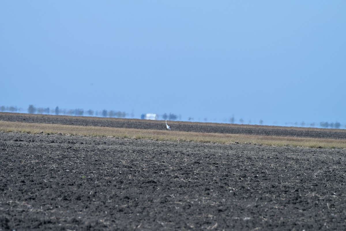 Great Egret - ML646942221