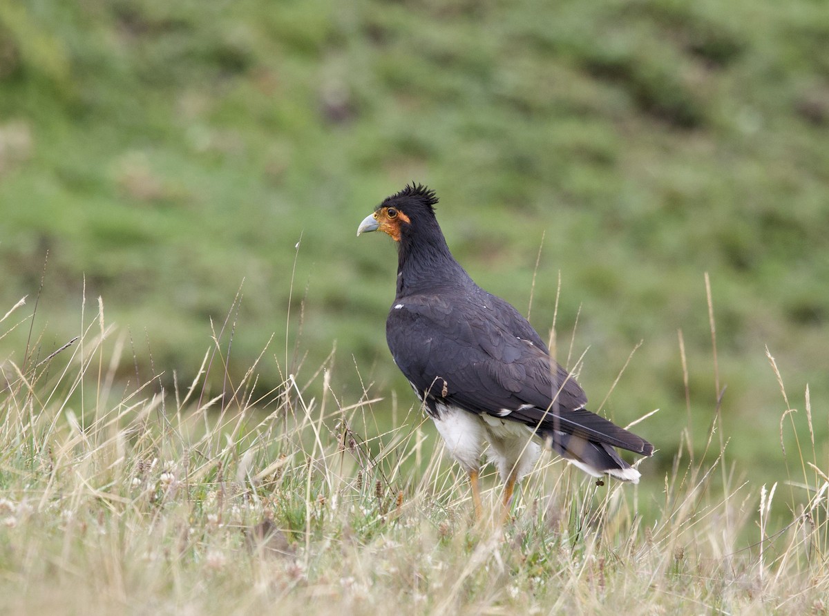 Carunculated Caracara - ML646942222