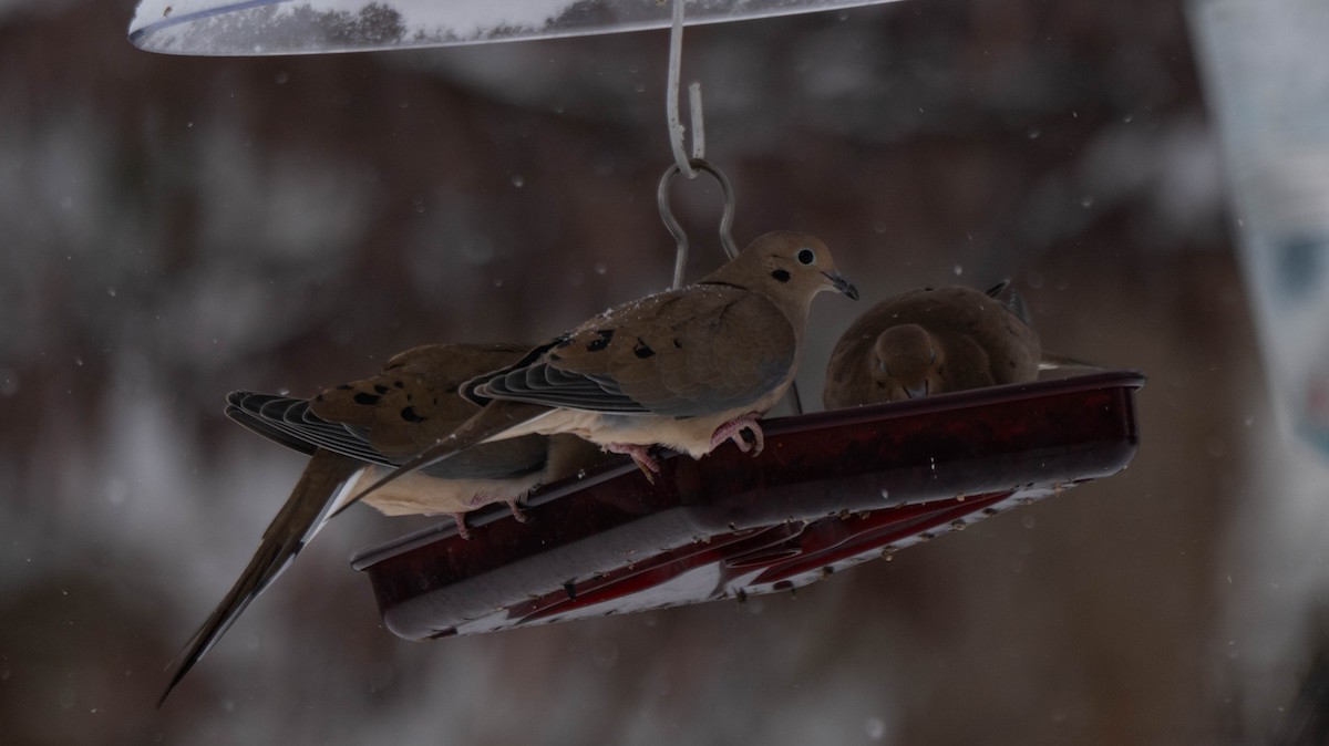 Mourning Dove - ML646942223