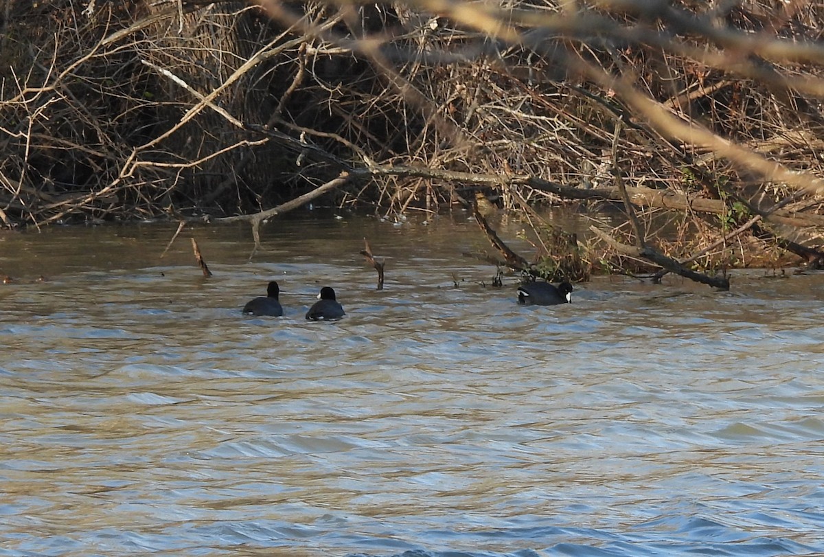 American Coot - ML646942224