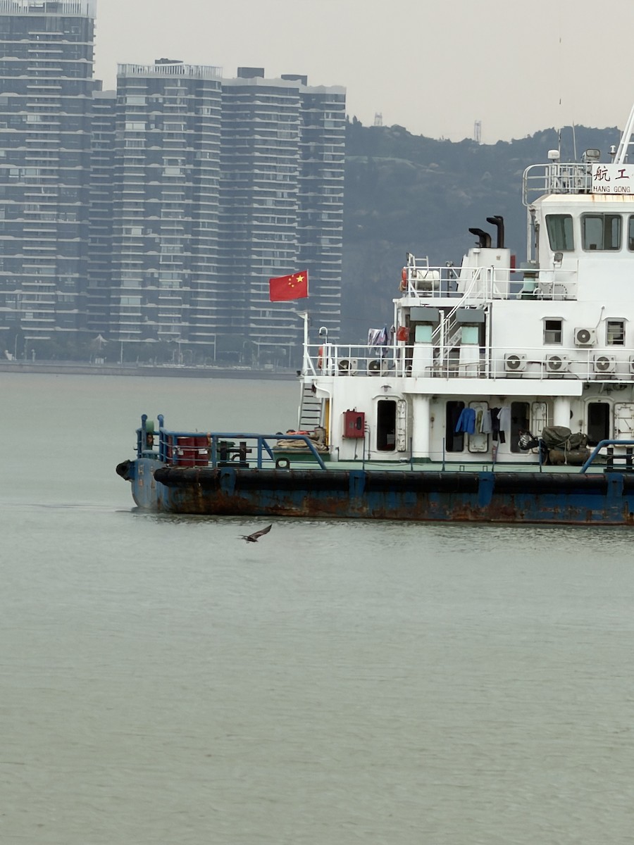 Black Kite - ML646942225