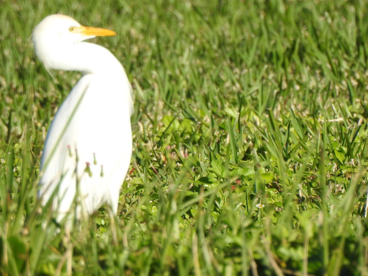 Western Cattle-Egret - ML646942226