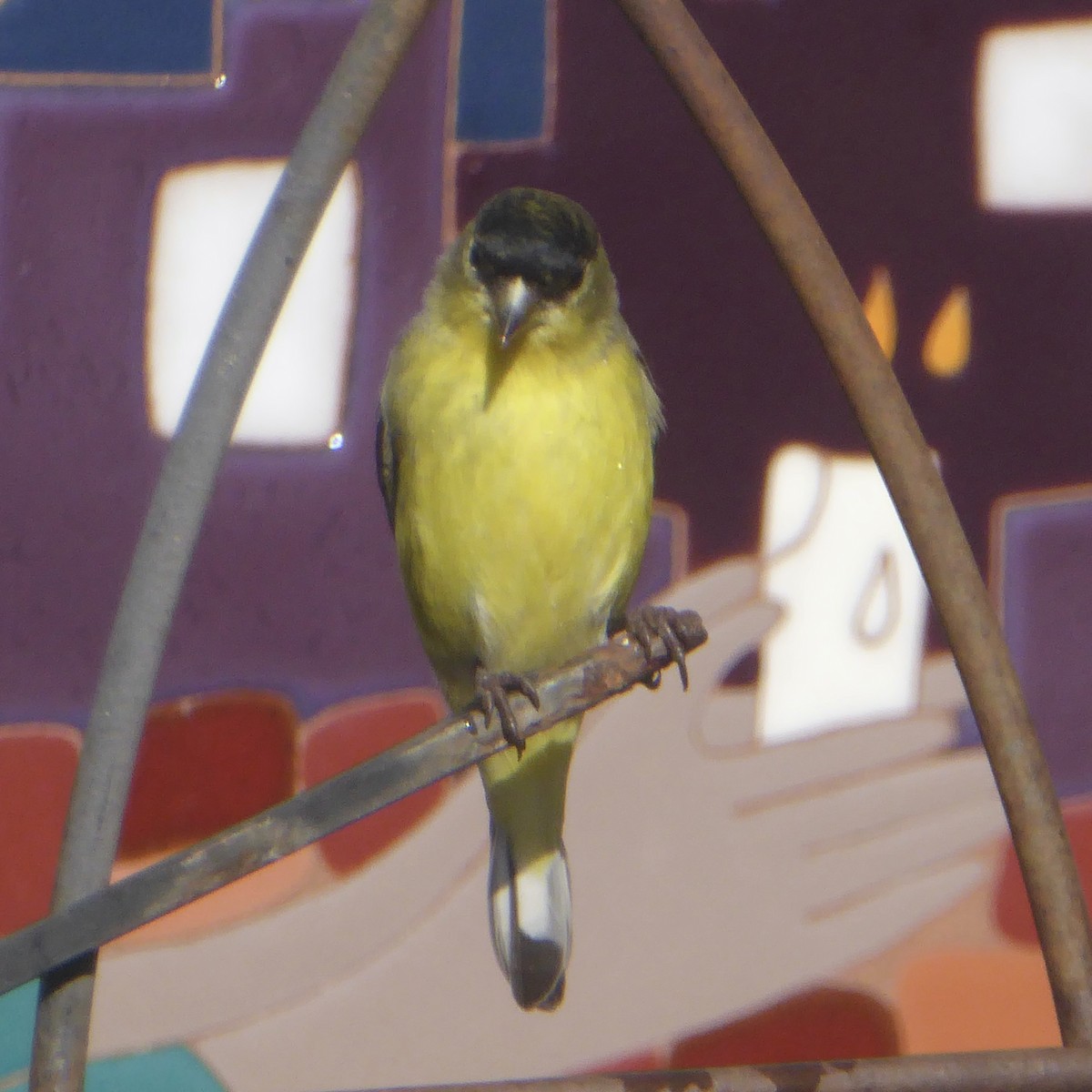 Lesser Goldfinch - ML646942227