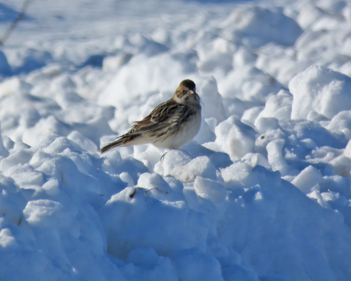 Lapland Longspur - ML646942228