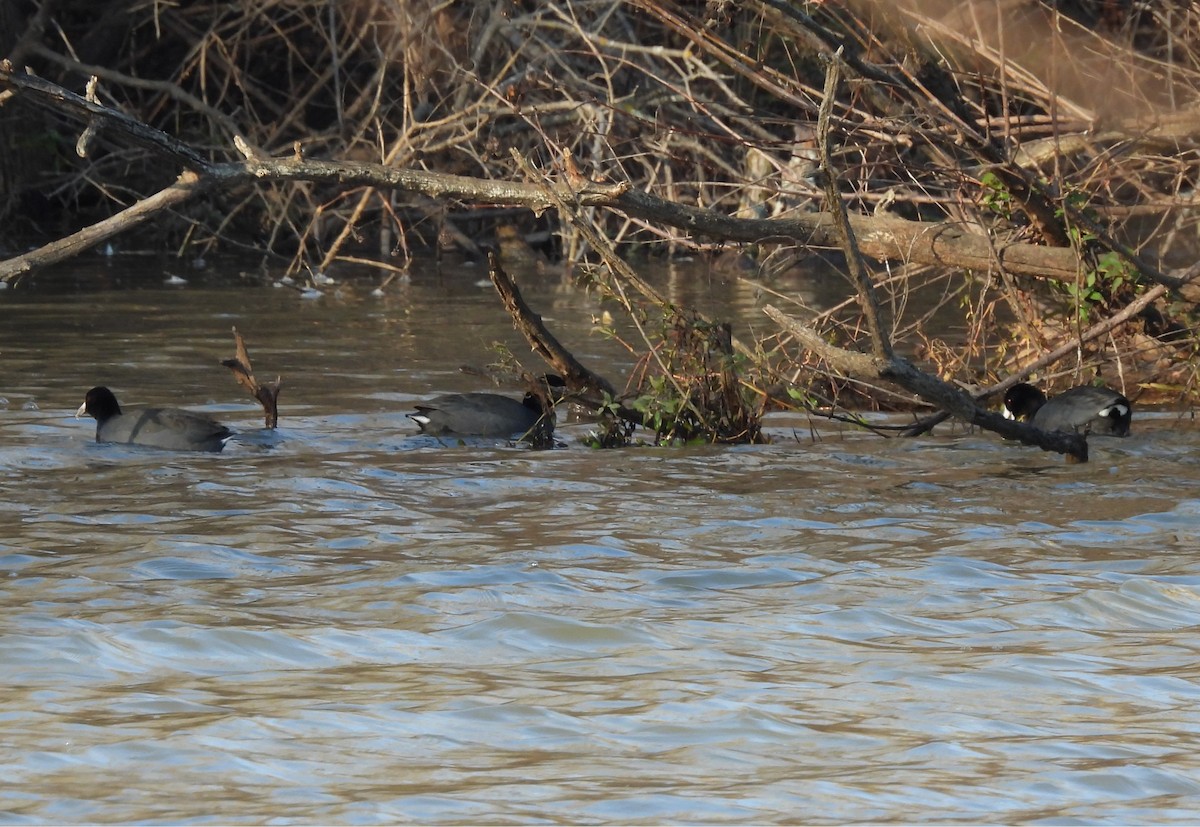 American Coot - ML646942229