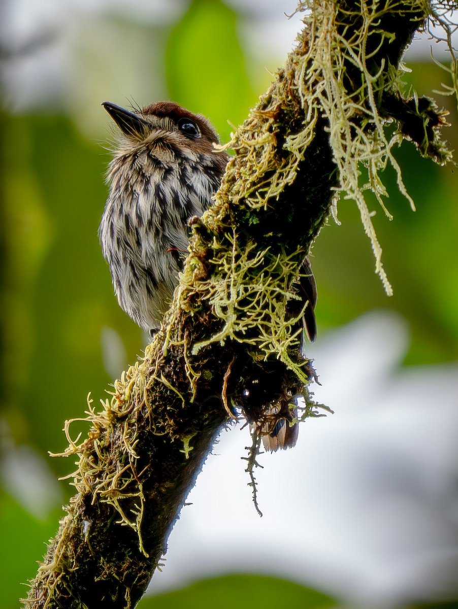 Lanceolated Monklet - ML646942231