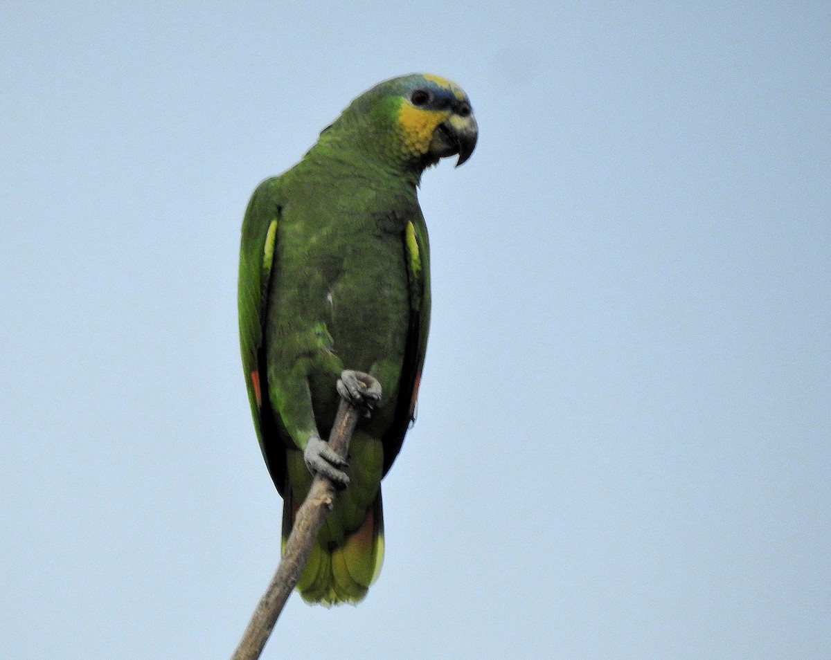 Orange-winged Amazon - ML646942232