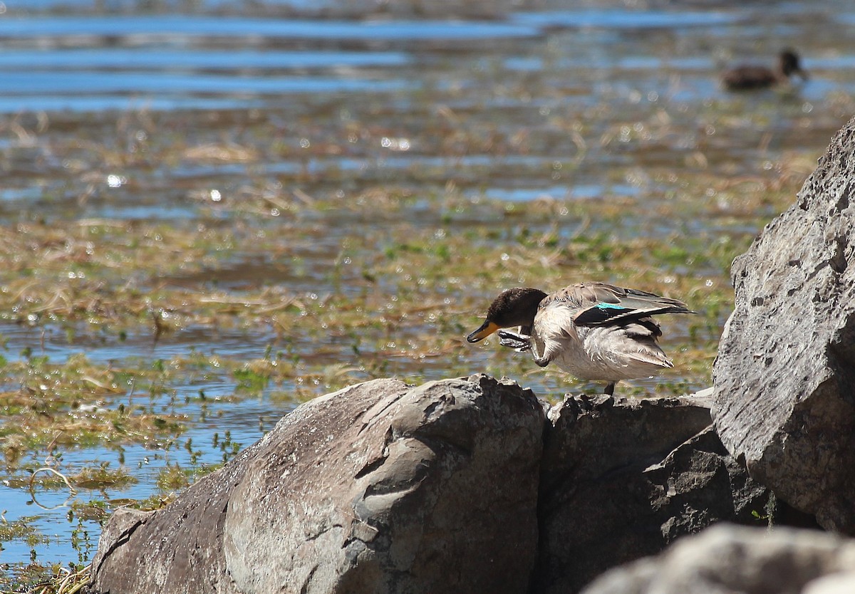 Yellow-billed Teal - ML646942233