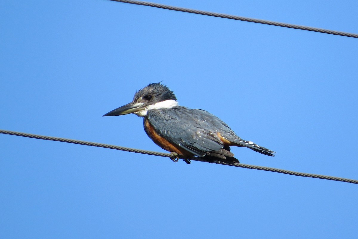 Ringed Kingfisher - ML646942234